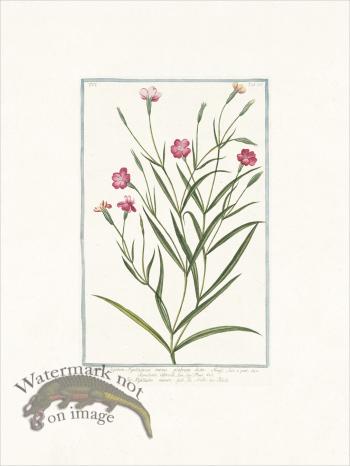 Bonelli 528 Black catchfly